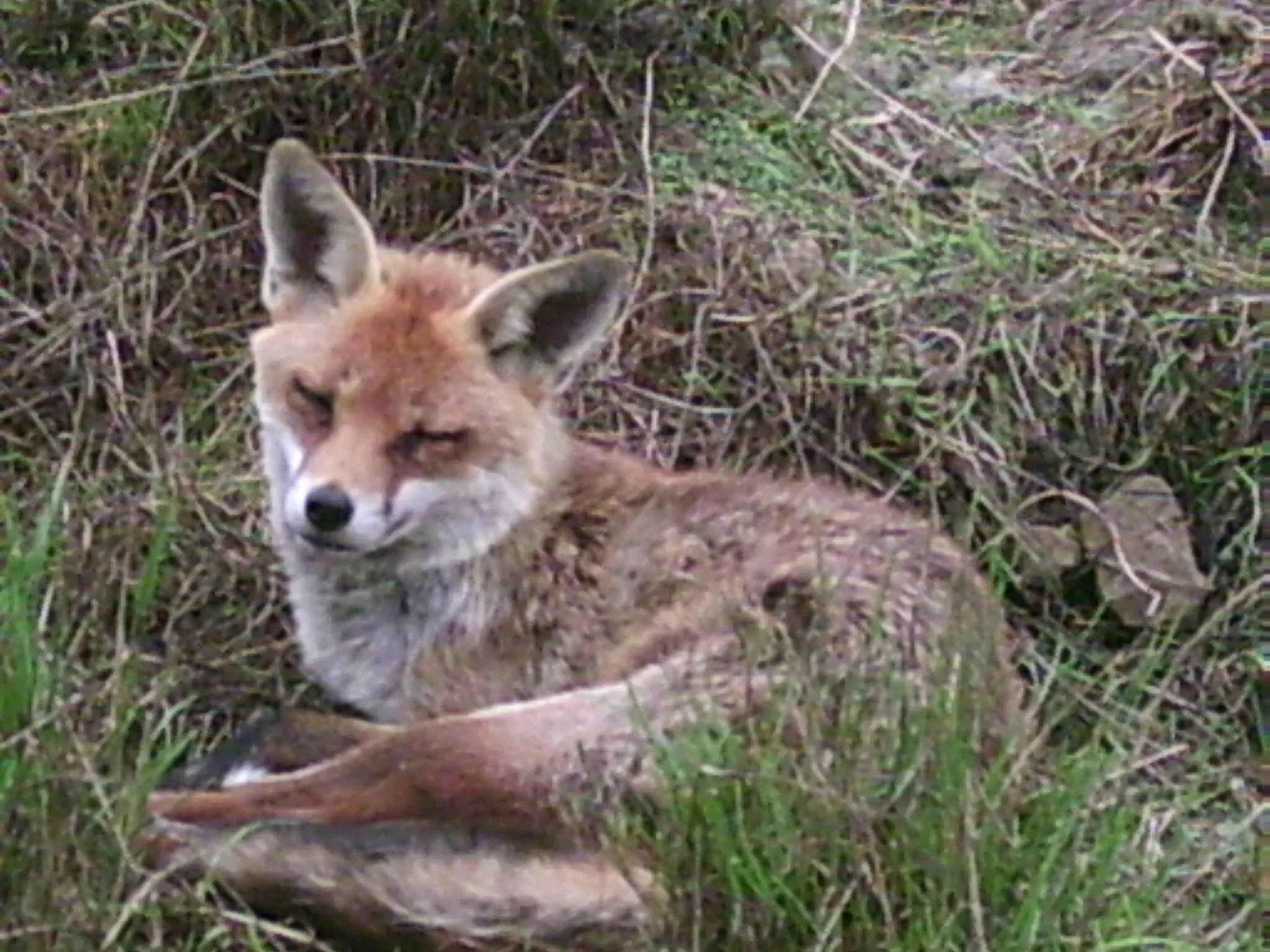 Chorlton Moss - Tracks and Signs