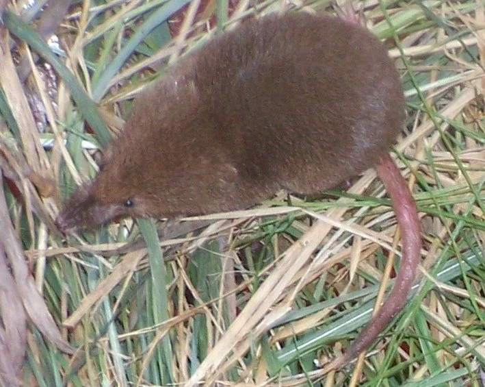 Small Mammal Trapping Apedale