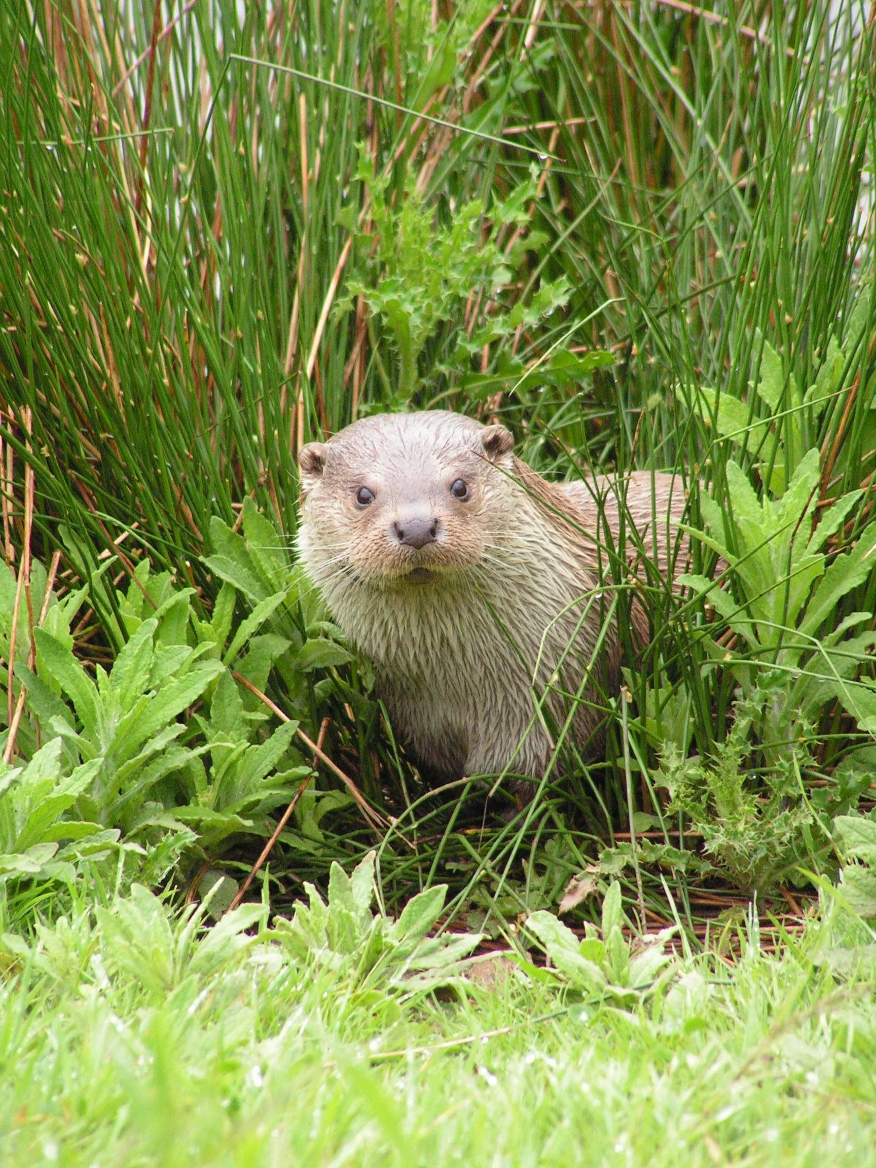 Croxall Lakes - otters, harvest mice, beavers? 