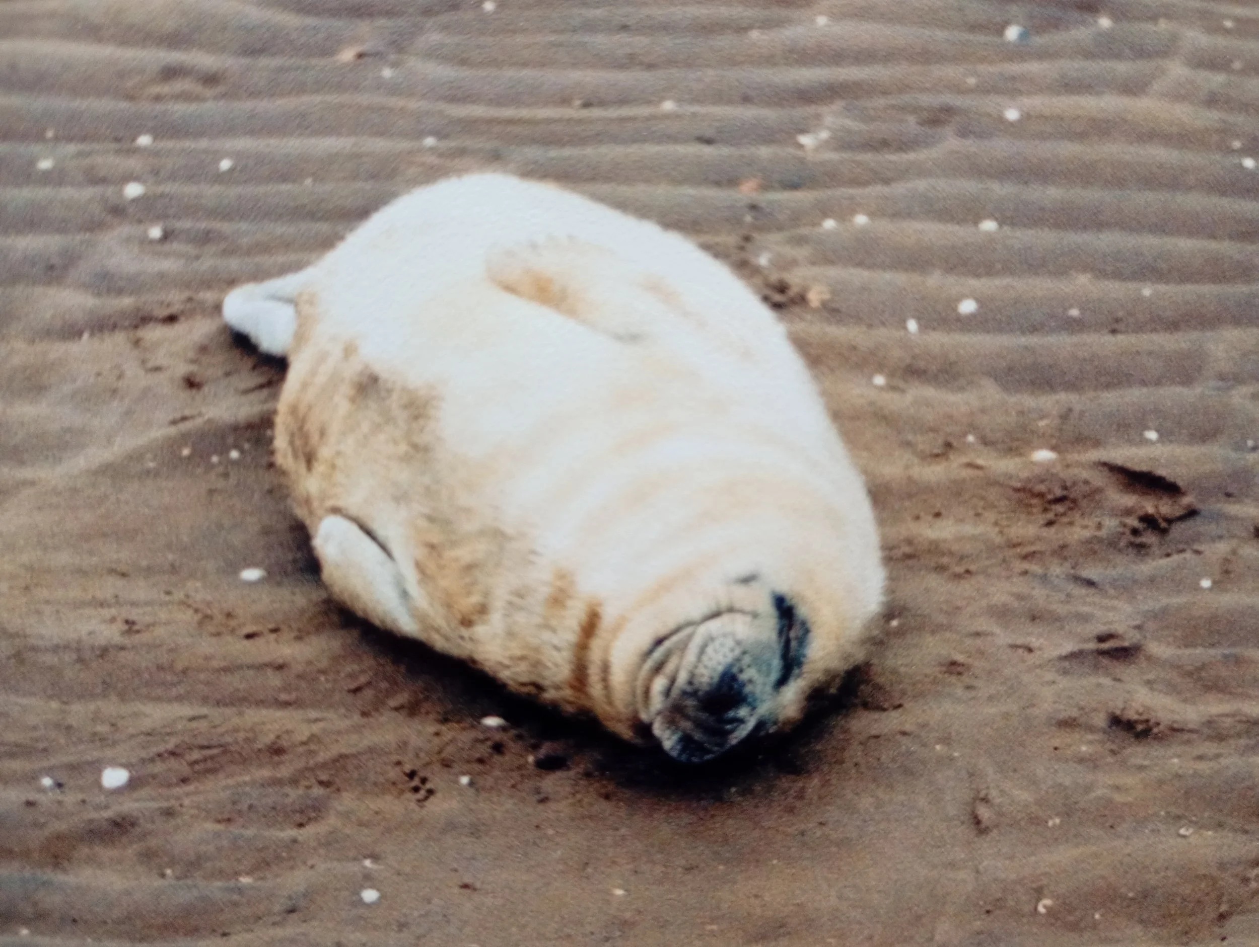Grey seals - Donna Nook, Lincolnshire