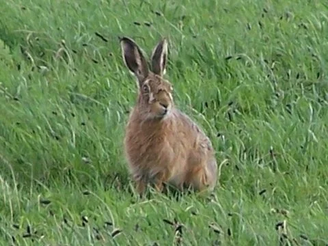 March hares -Hamstall Ridware