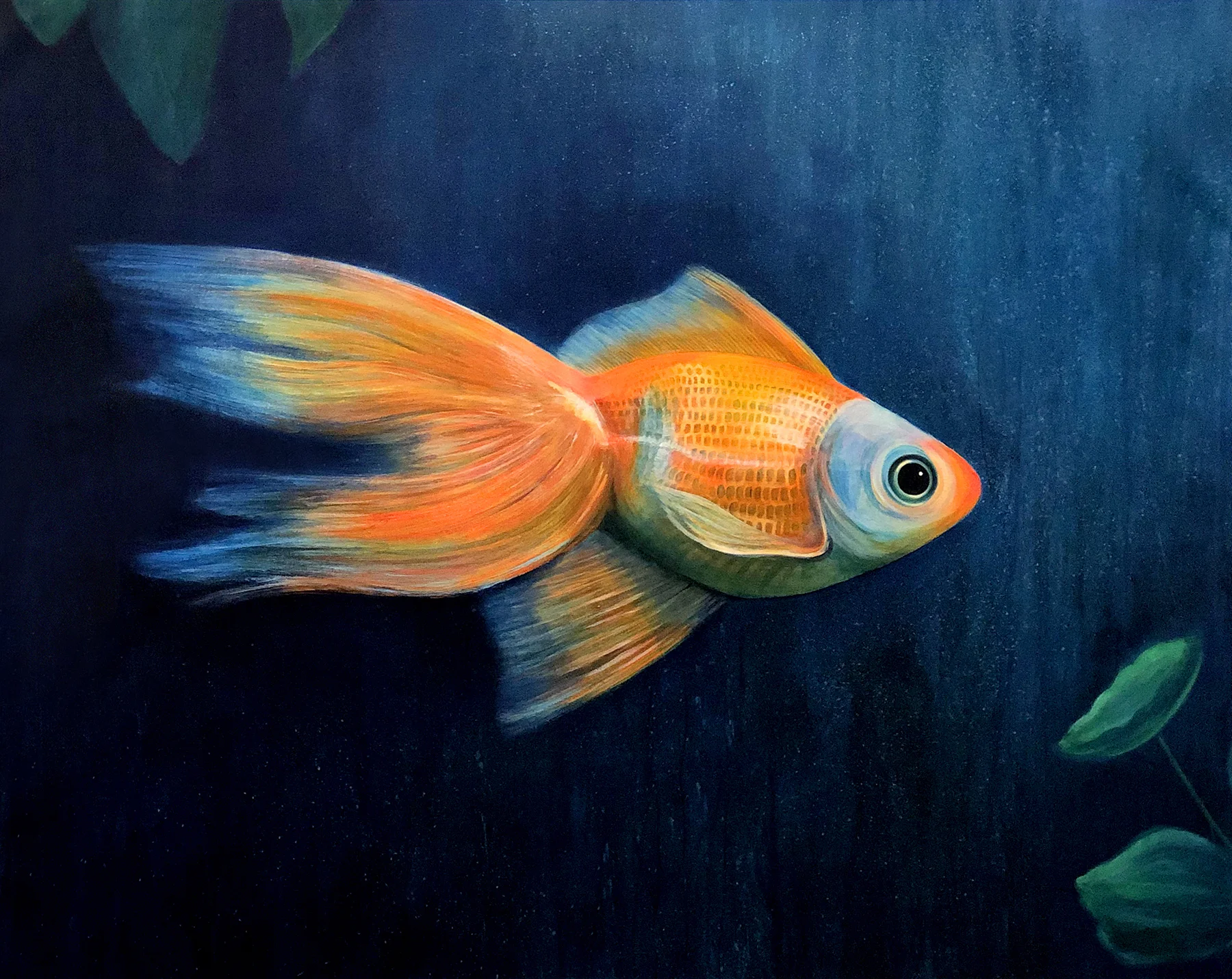 Fantail