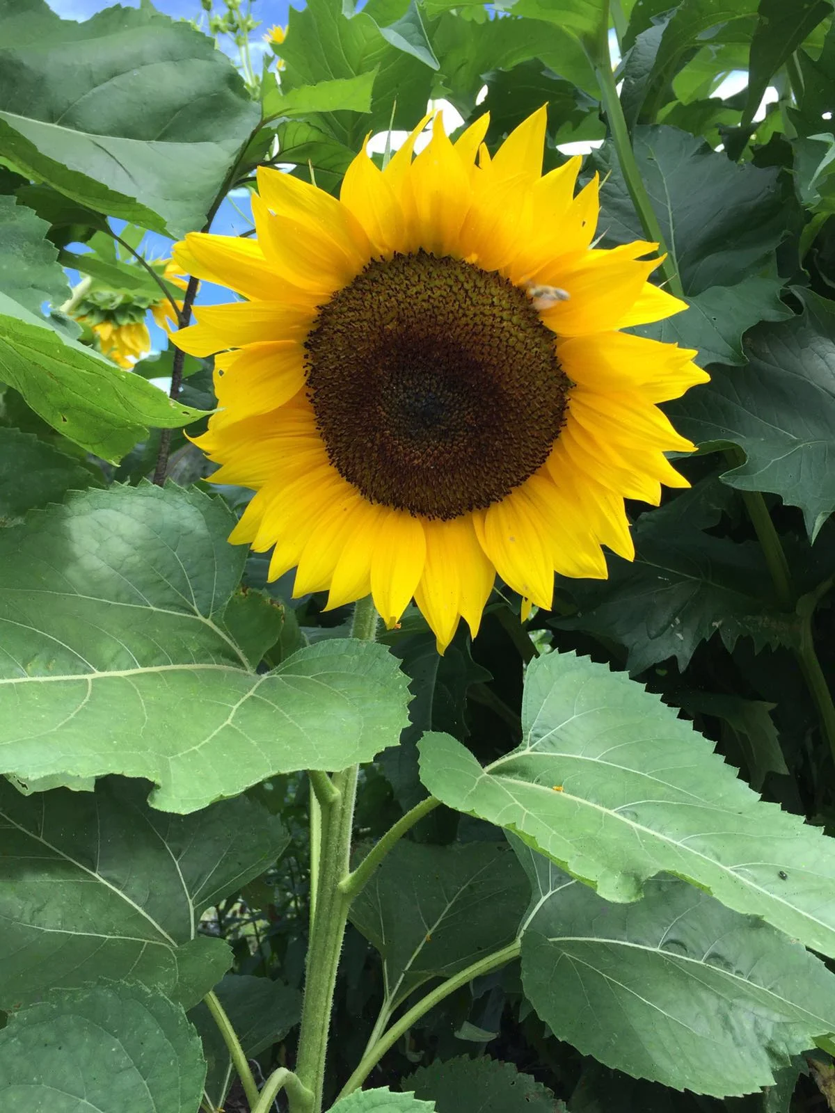 2016-07-26 19.48.12.jpg