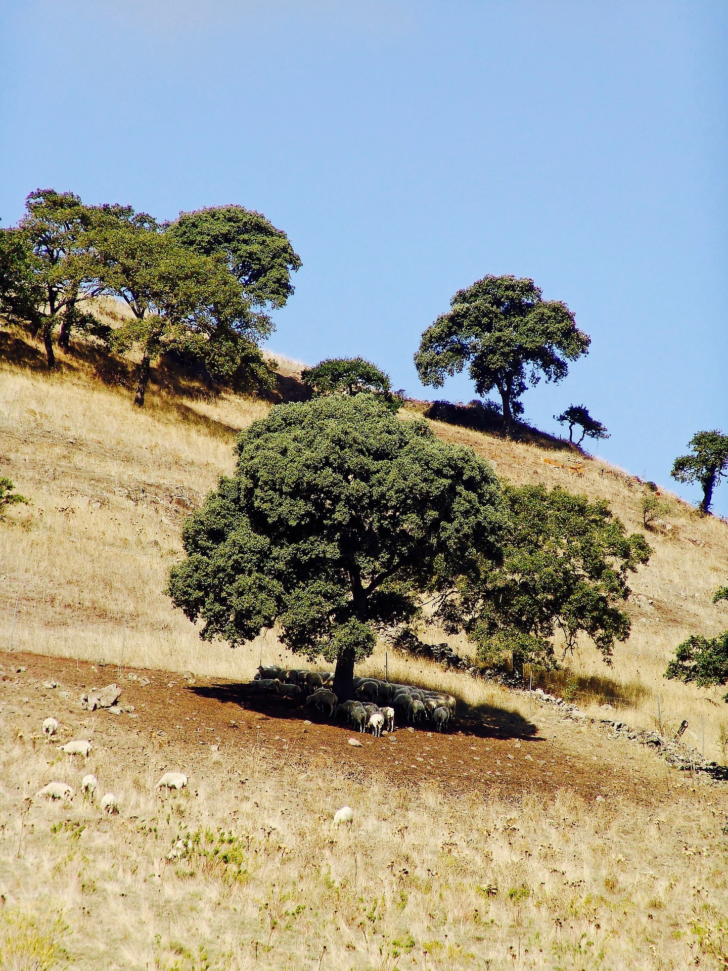 sardinia-1075615_1920.jpg