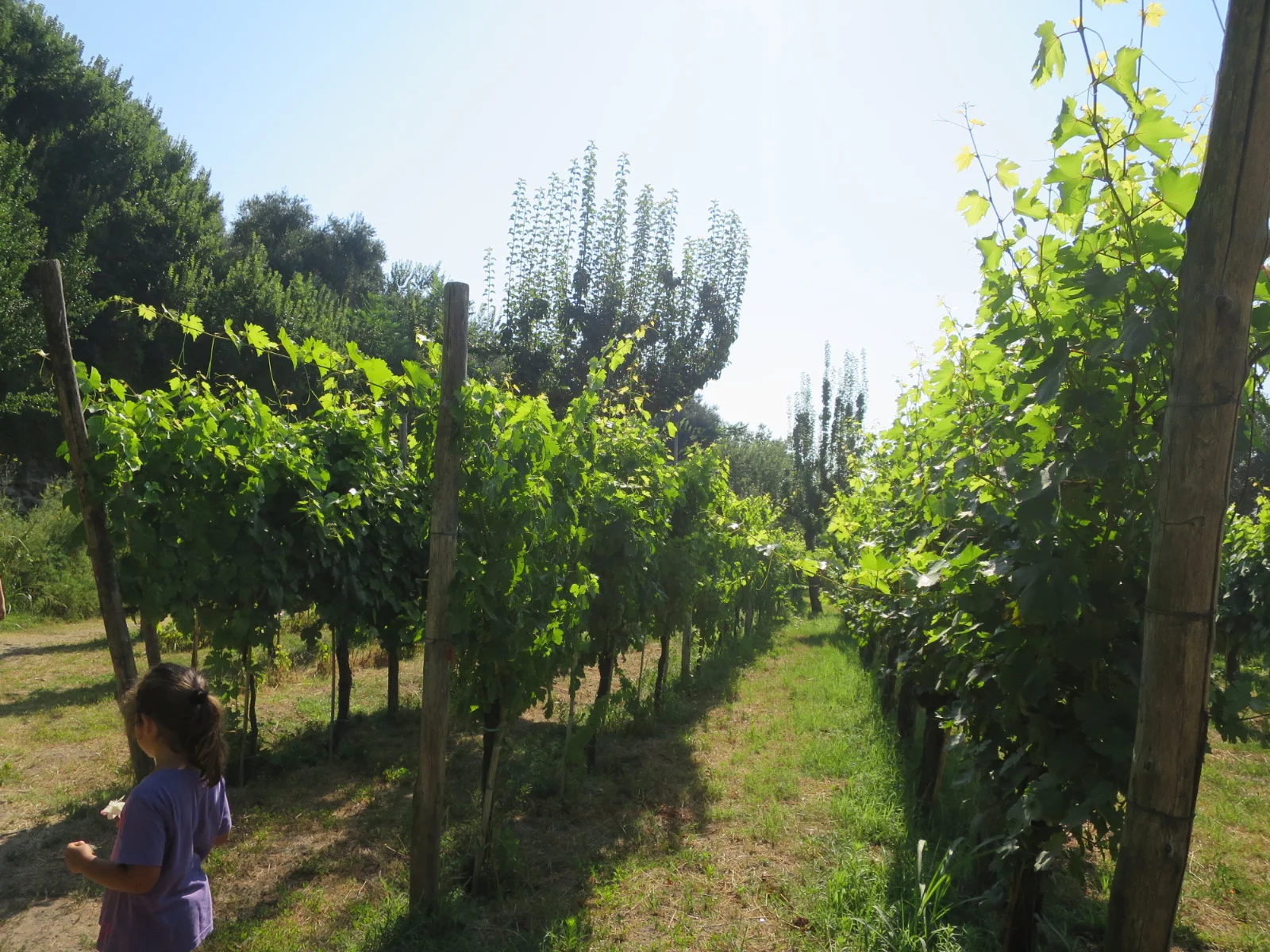 A Walk Through a Vineyard in Naples Italy