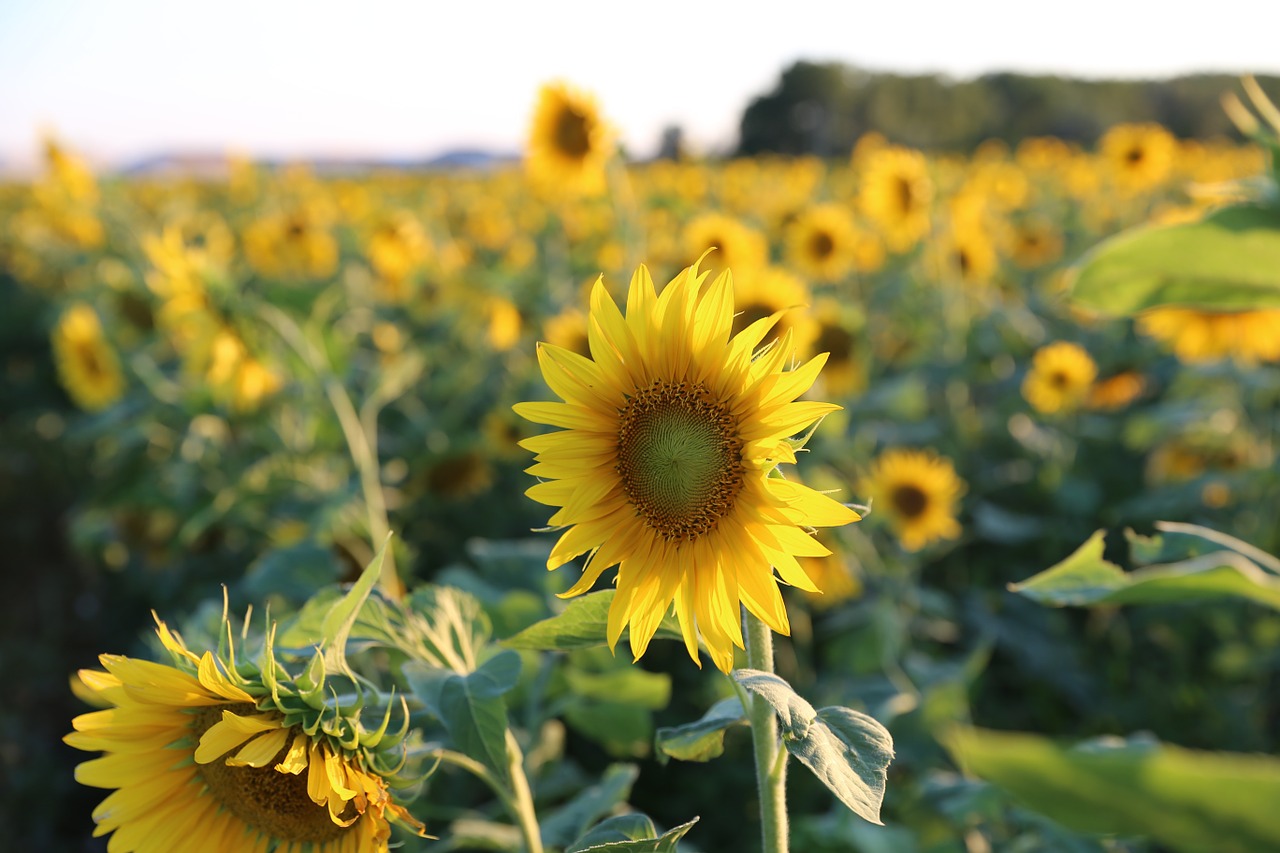 sunflower-475571_1280.jpg