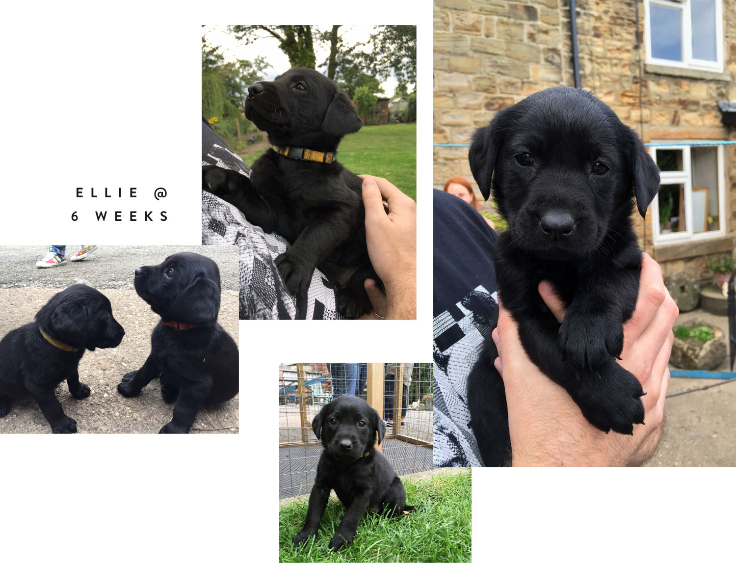 Meet Ellie at 6 weeks
