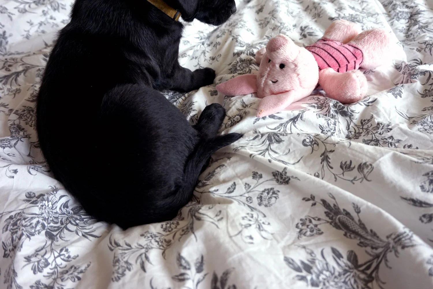 Our latest addition...