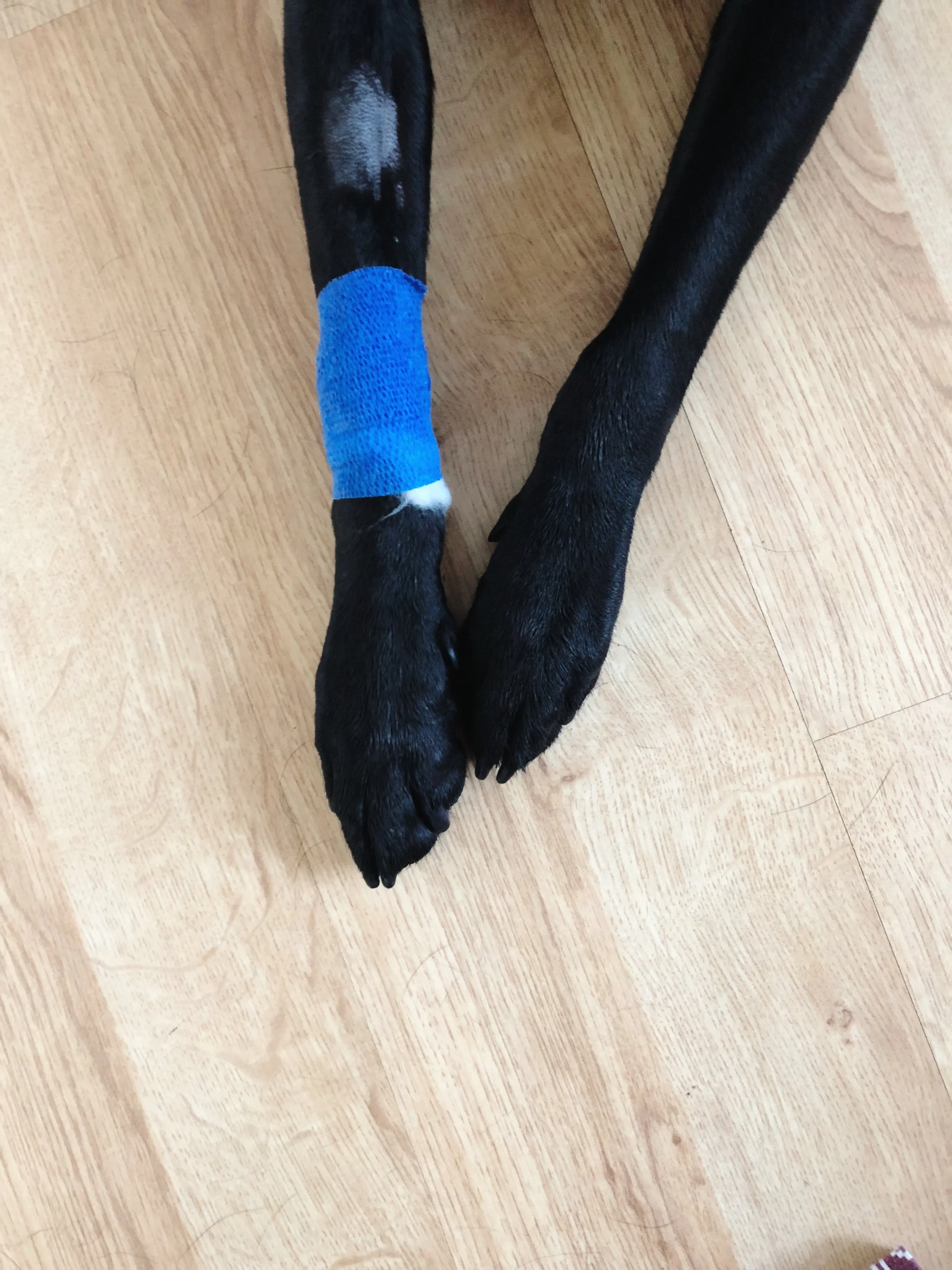 A little update on Ellie
