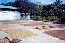 Coffee-Drying Patio