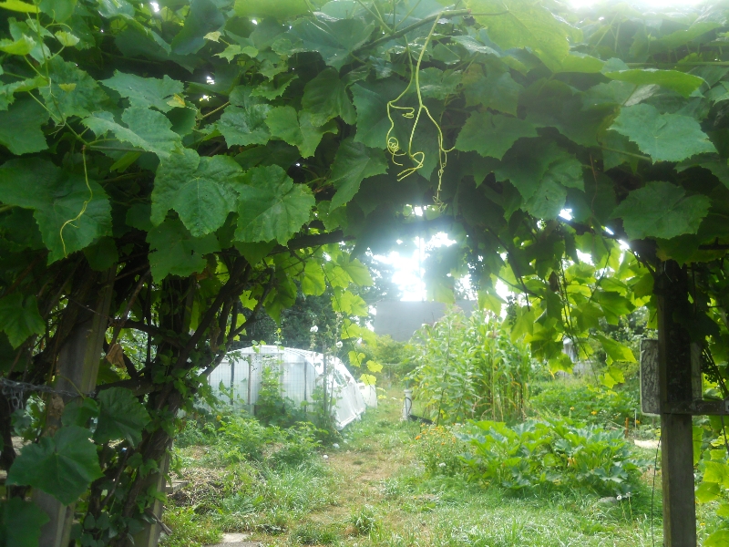 Urban Farm on former empty lot