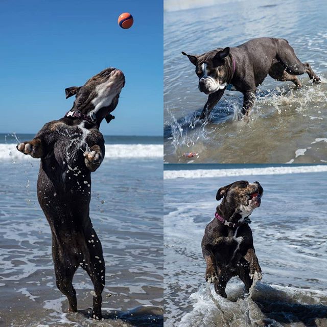 Just a few shots of Betty playing fetch! She's going to miss the beach here! #coronadobeach #coronadodogbeach #oeb #oebofinstagram #bulldogsofinstagram #dogphotographer #dogphotographers