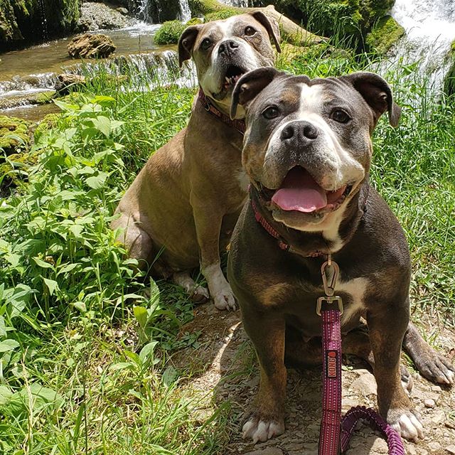 The girls out hiking waterfalls! Our fur babies have now visited 18 states... They love the family road trips and adventures! #dogsofinstagram #oeb