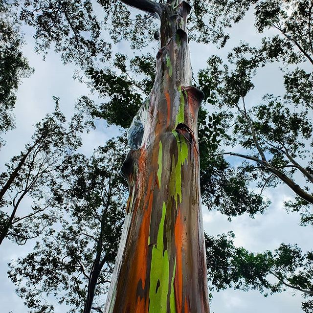 The elusive Skittle tree has been found! #rainboweucalyptus #skittletree #hawaii