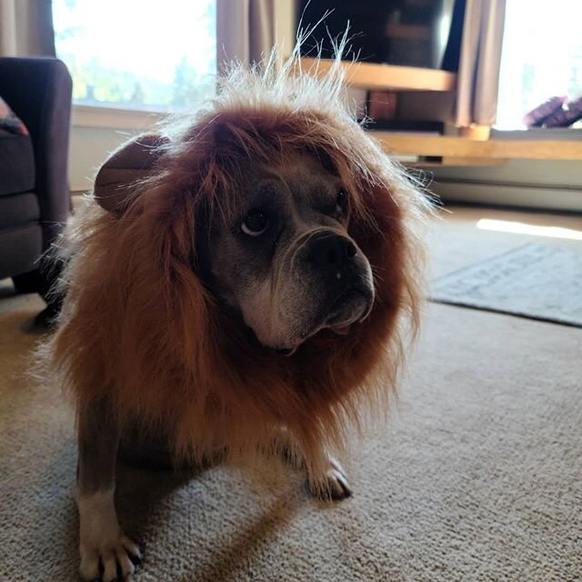 Today were doing auditions for The Lion King.. tough competition here, but I think Nala wins! #oeb #oebofinstagram #thelionking #dogsincostumes