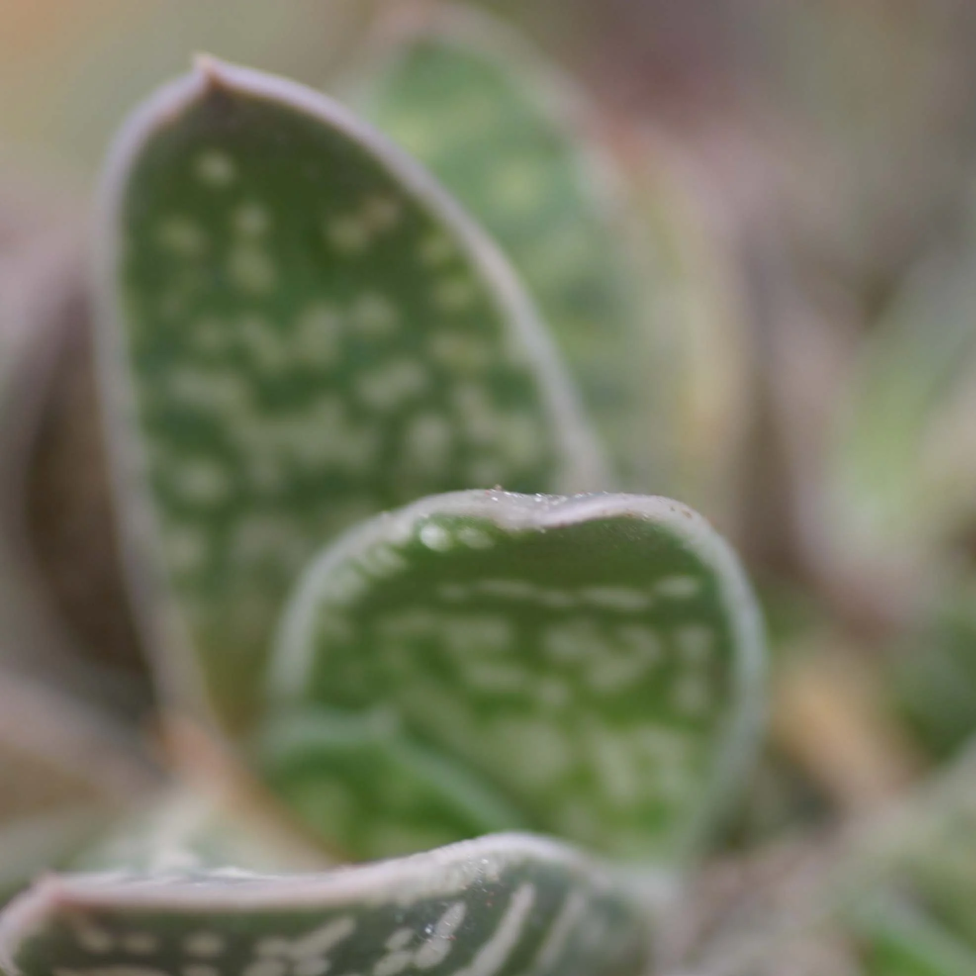 Succulent
