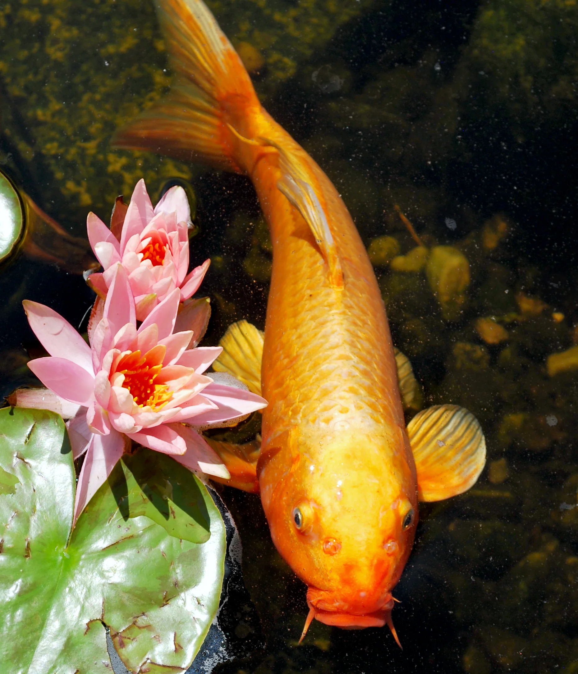 Koi Fish