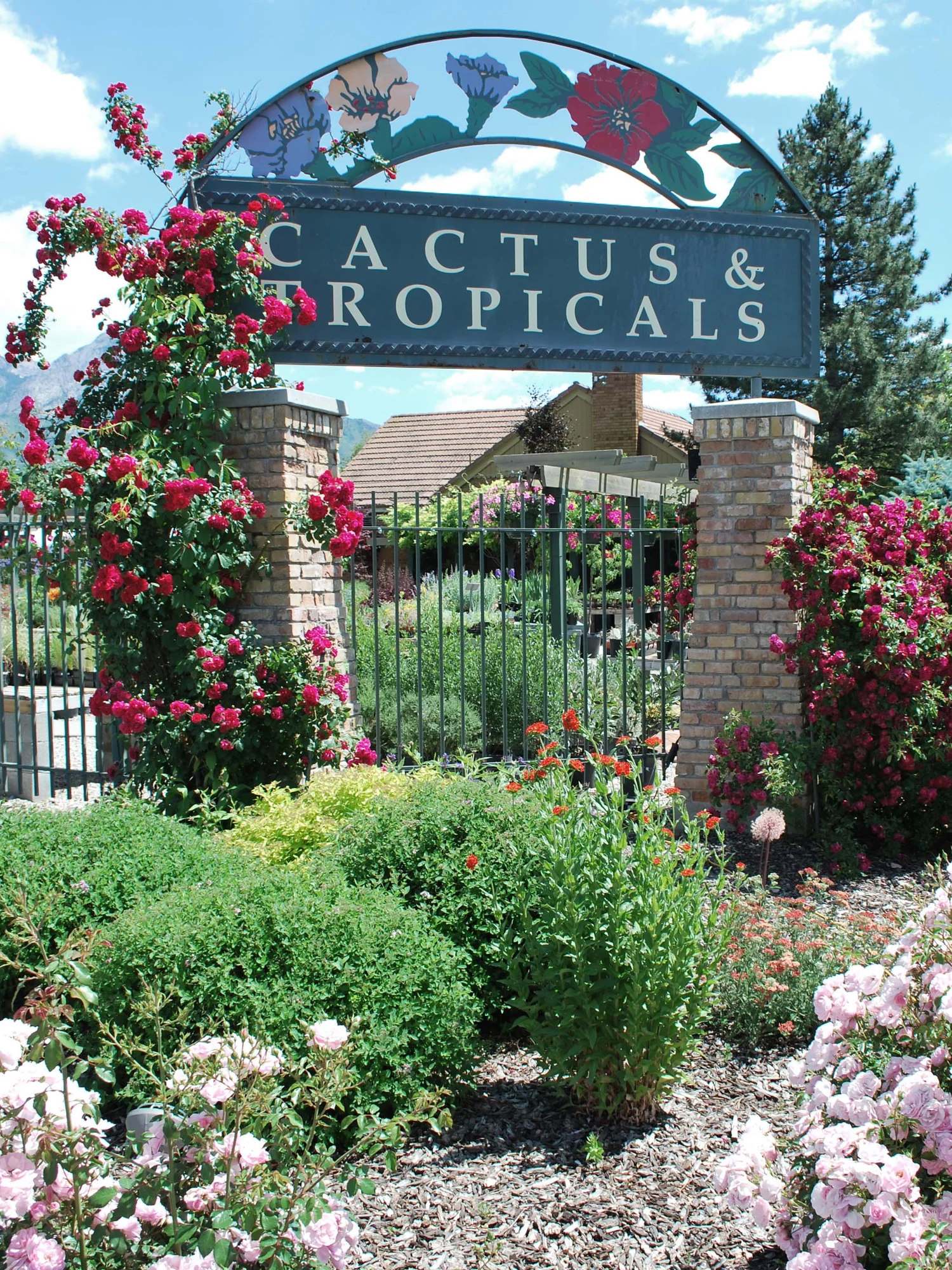 Anivgallery Cactus Tropicals