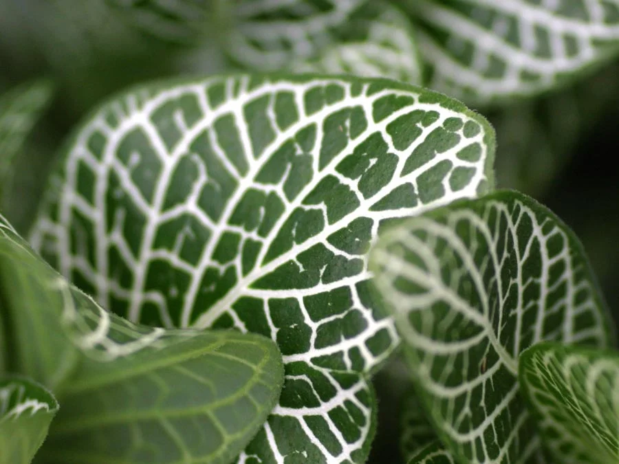 HousePlantsBig.jpg