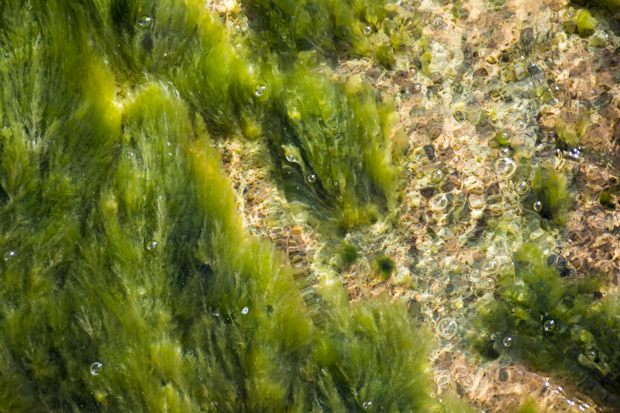 AlgaeBubbles_DavidFreid.jpg