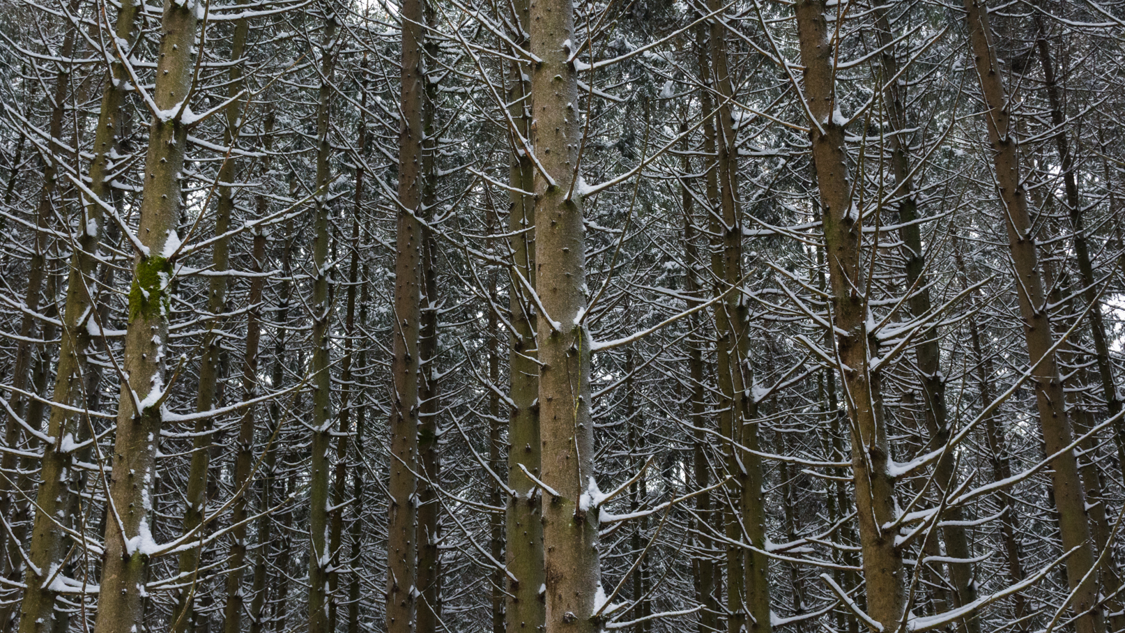 BaviranForest_DavidFreid.jpg