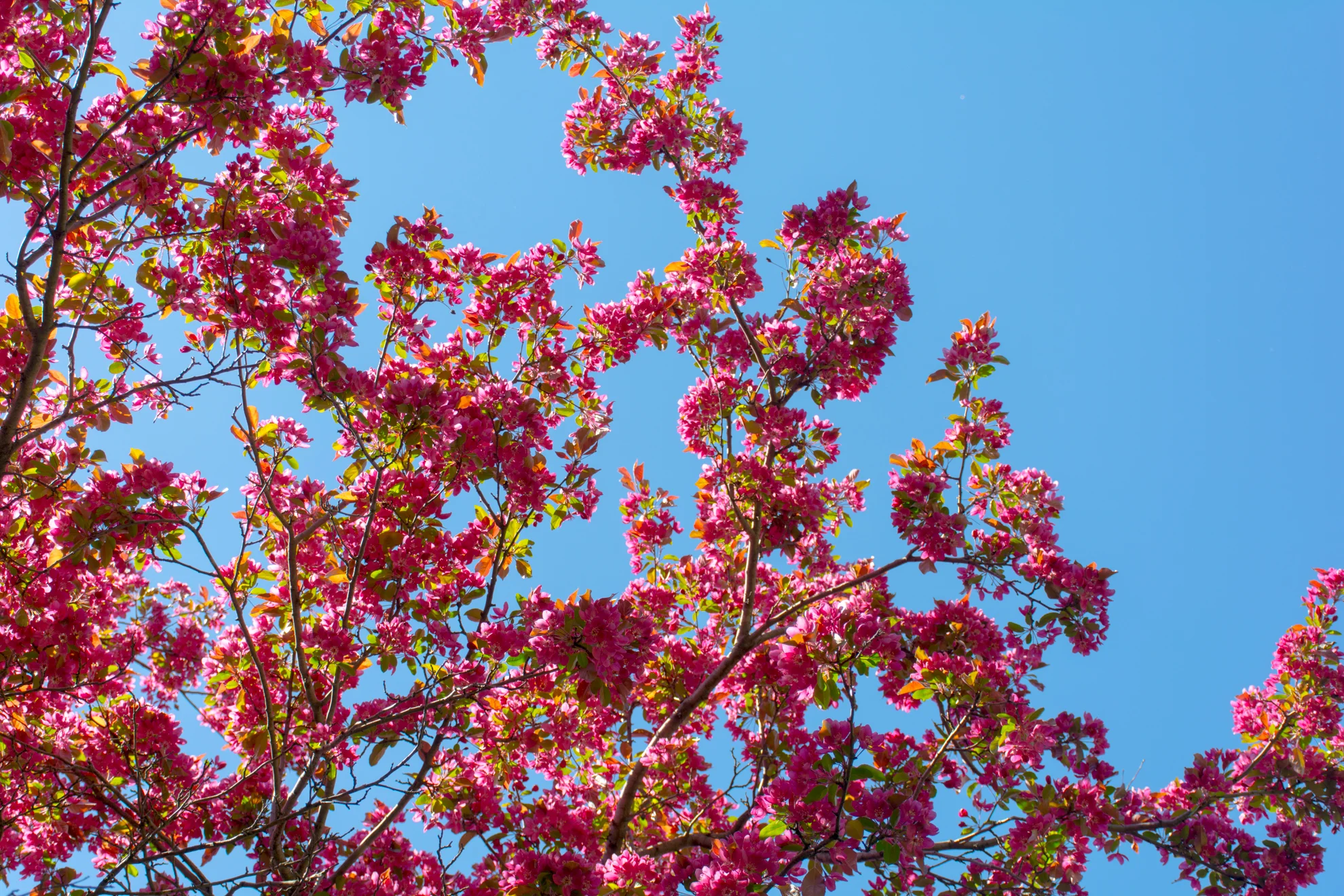 CherryBlossom_DavidFreid.jpg