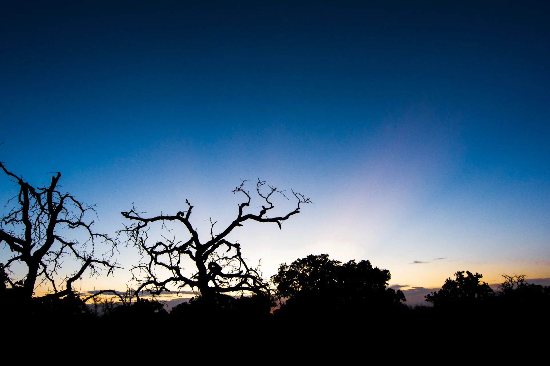 EnchantedCraggelyTree_DavidFreid.jpg