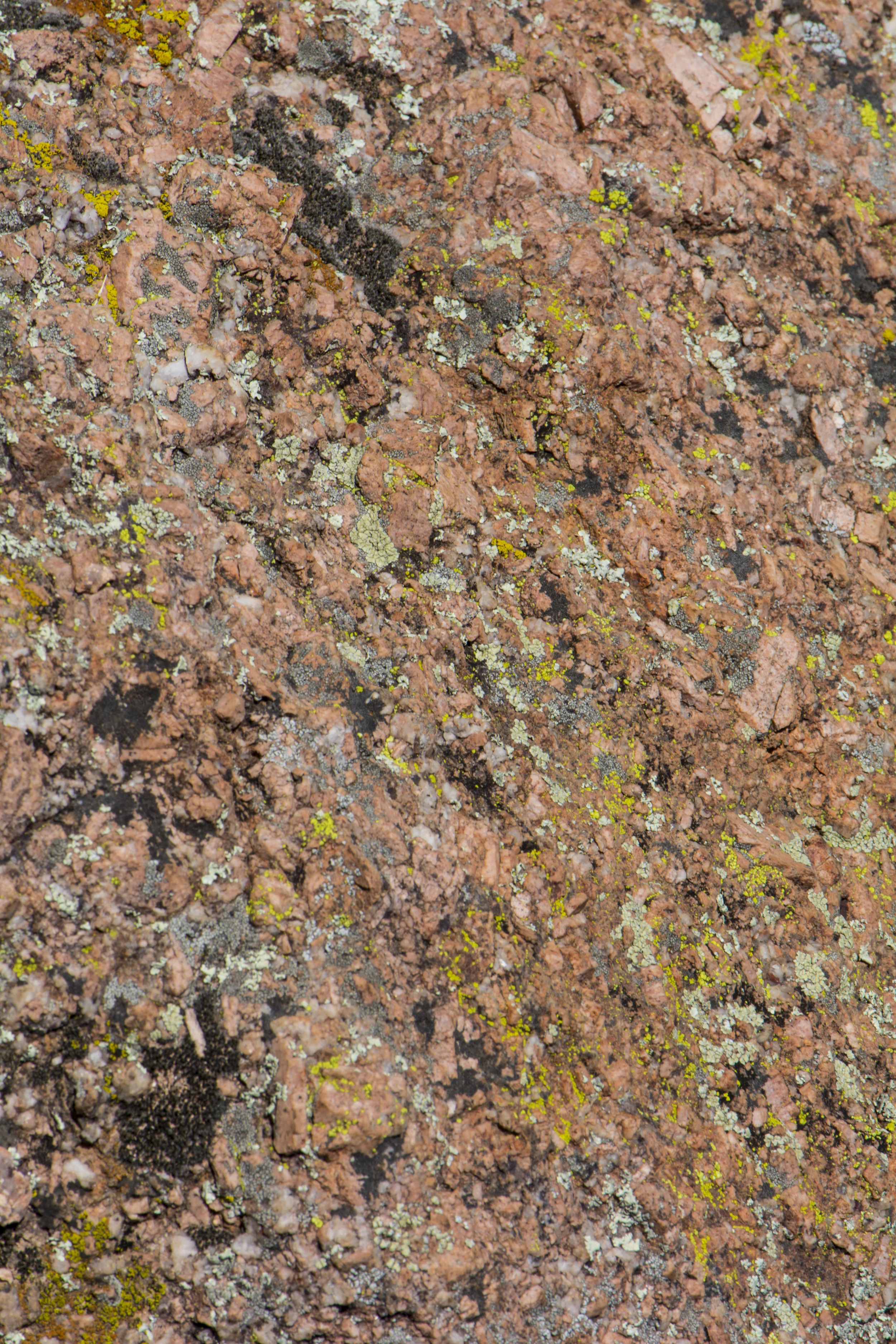 EnchantedLichen_DavidFreid.jpg