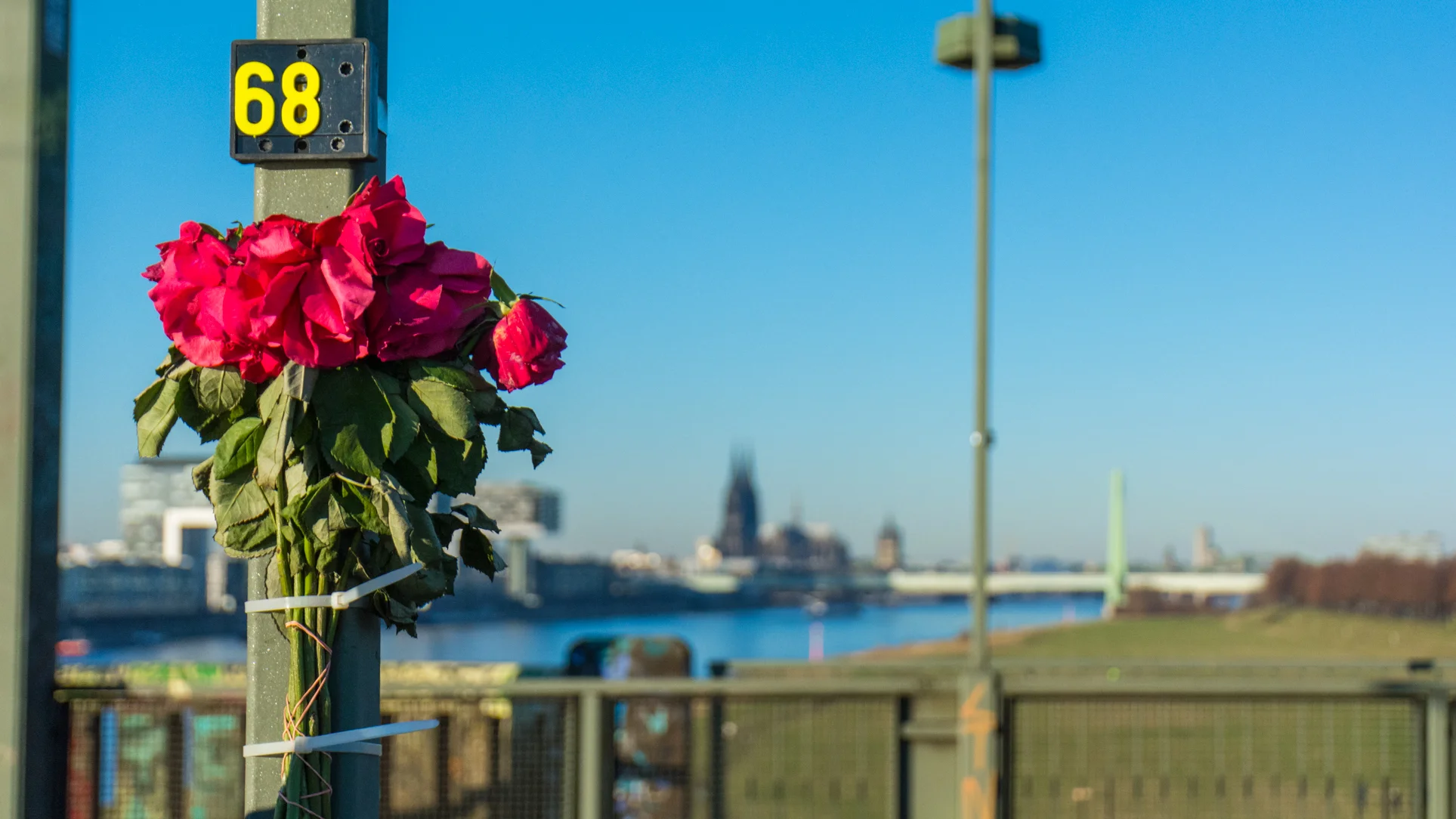 FlowersCologne_DavidFreid.jpg