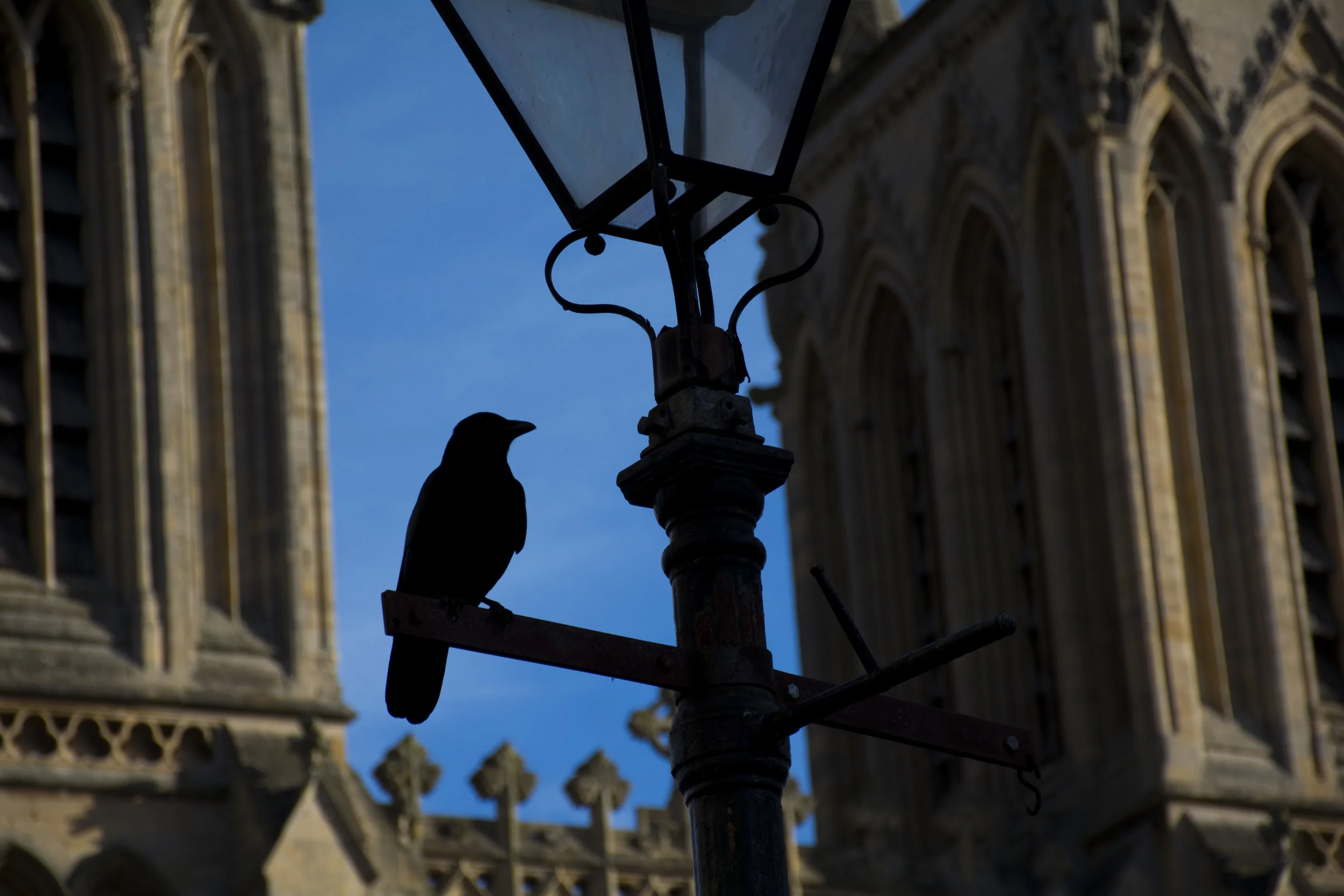 TheBirds_DavidFreid.jpg