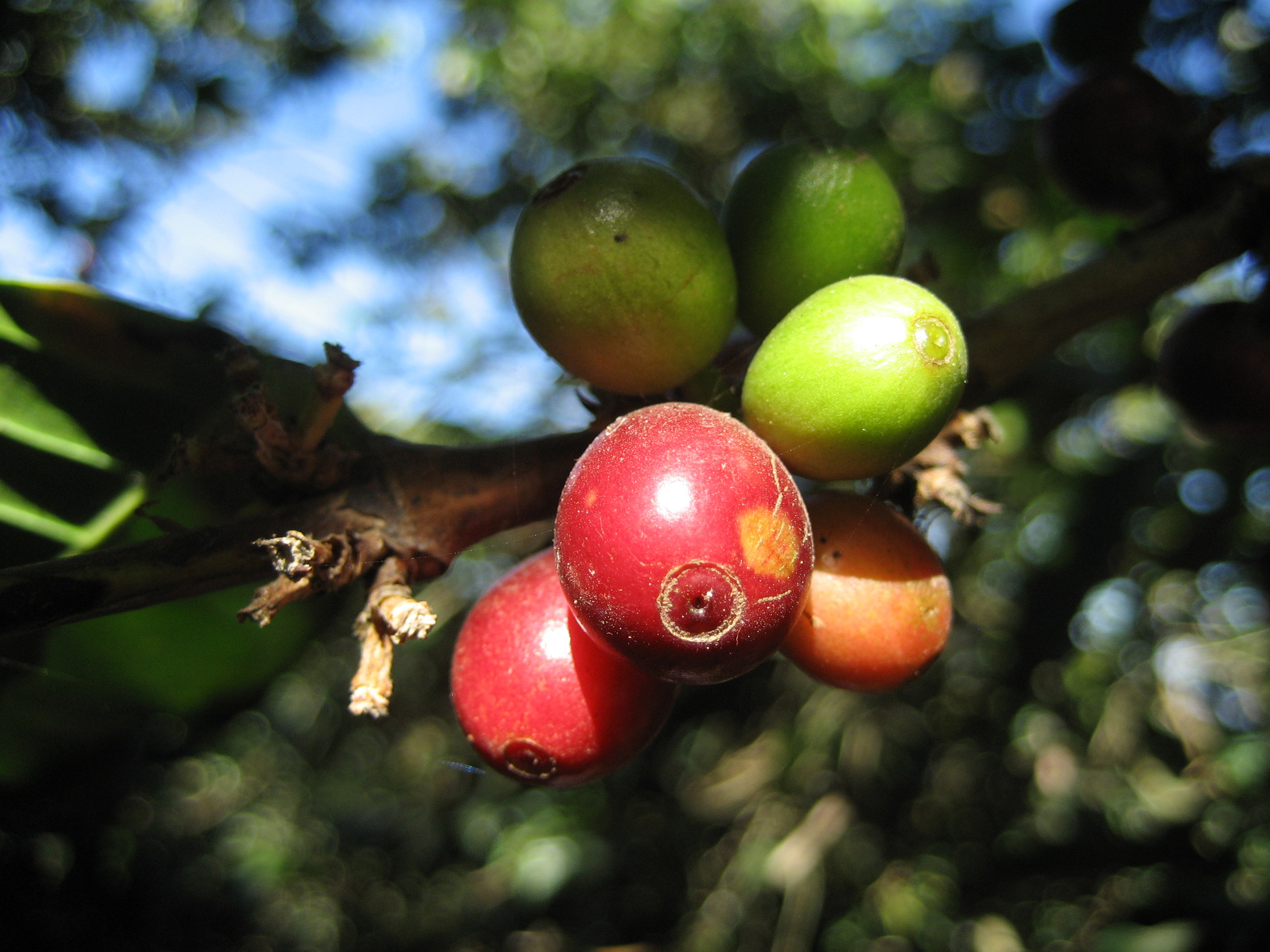 coffee cherries