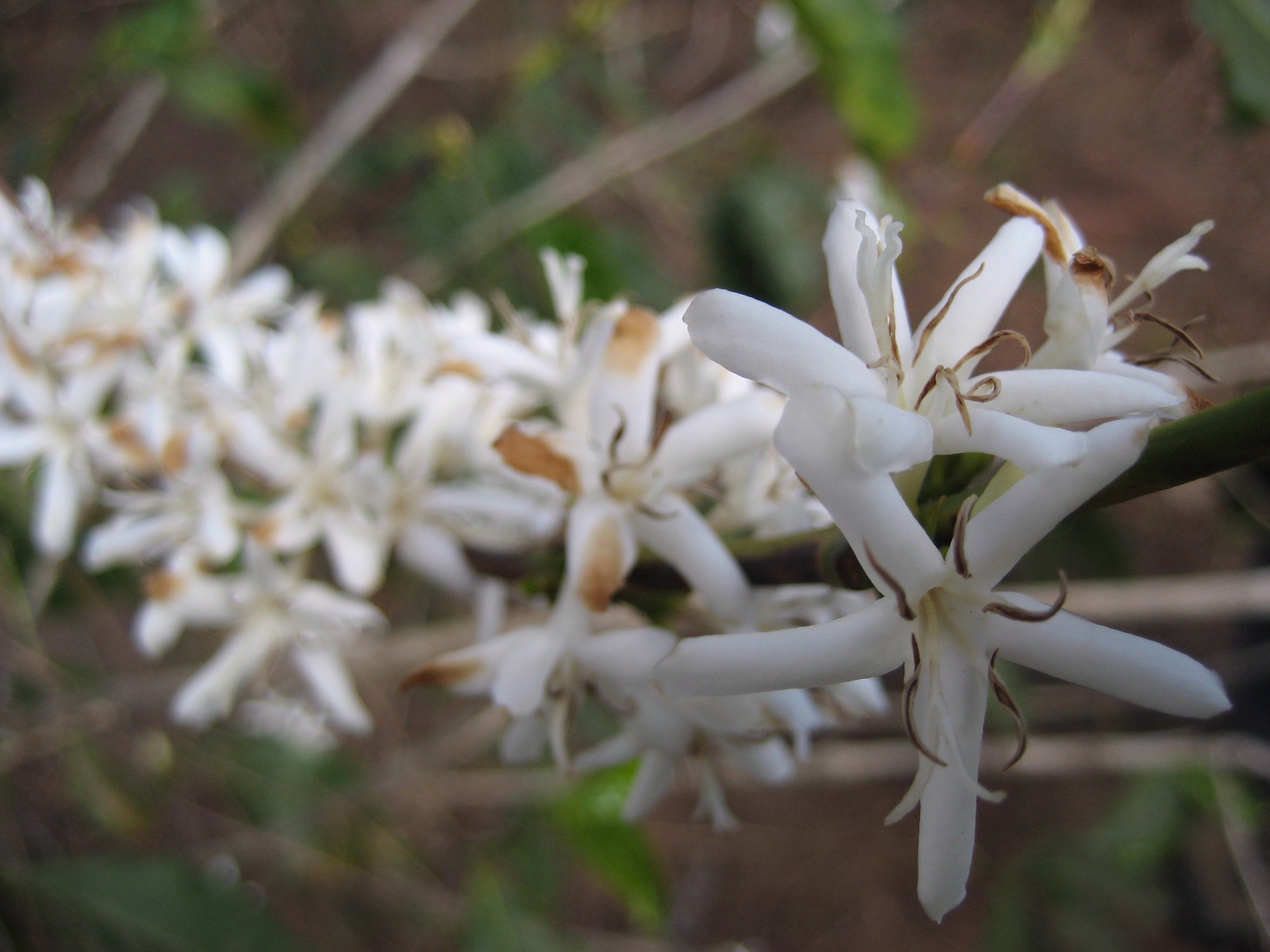 coffee blossoms