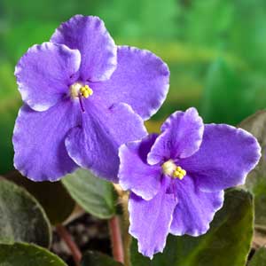 african-violet.jpg