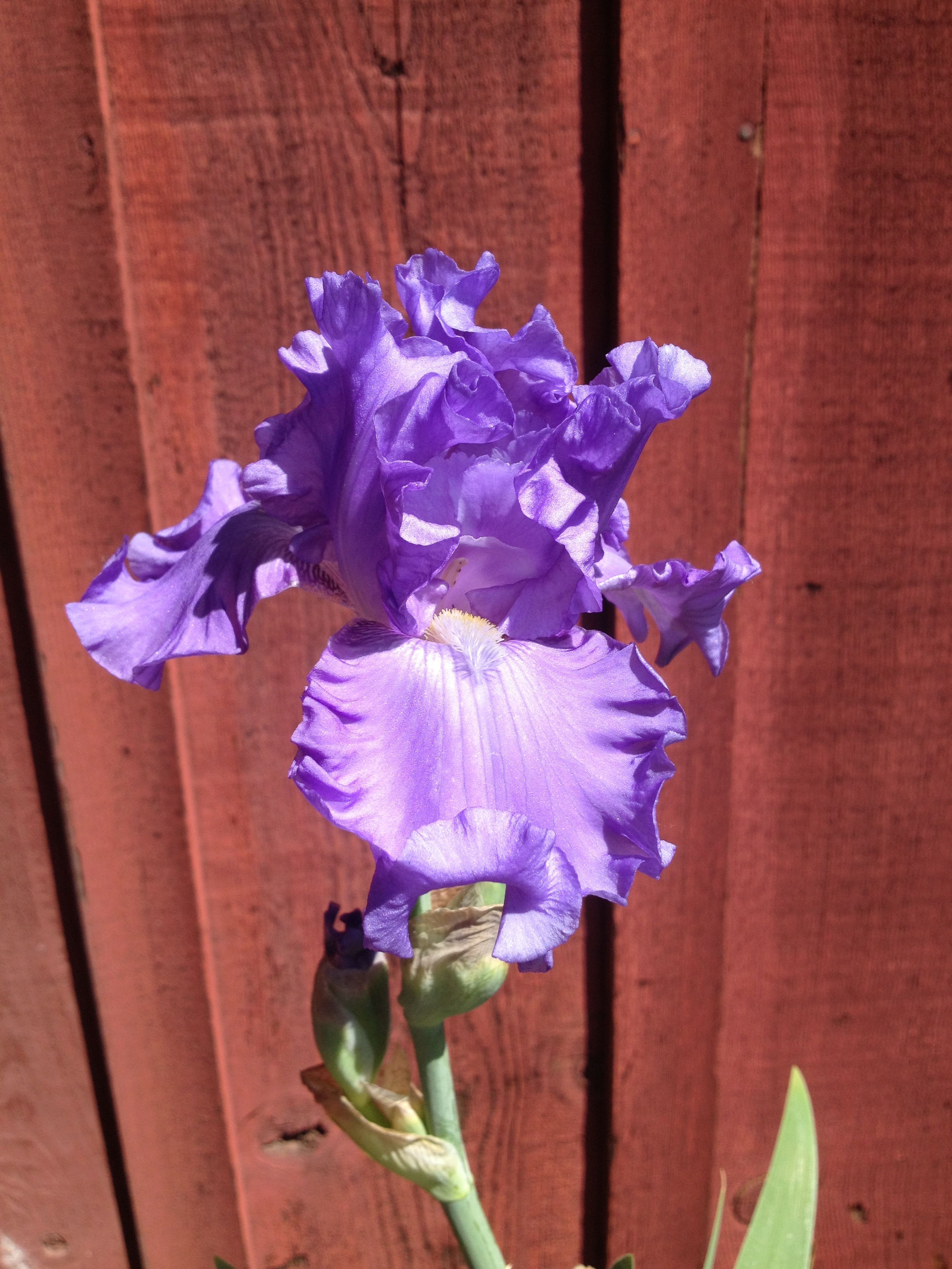 Iris photo.jpg