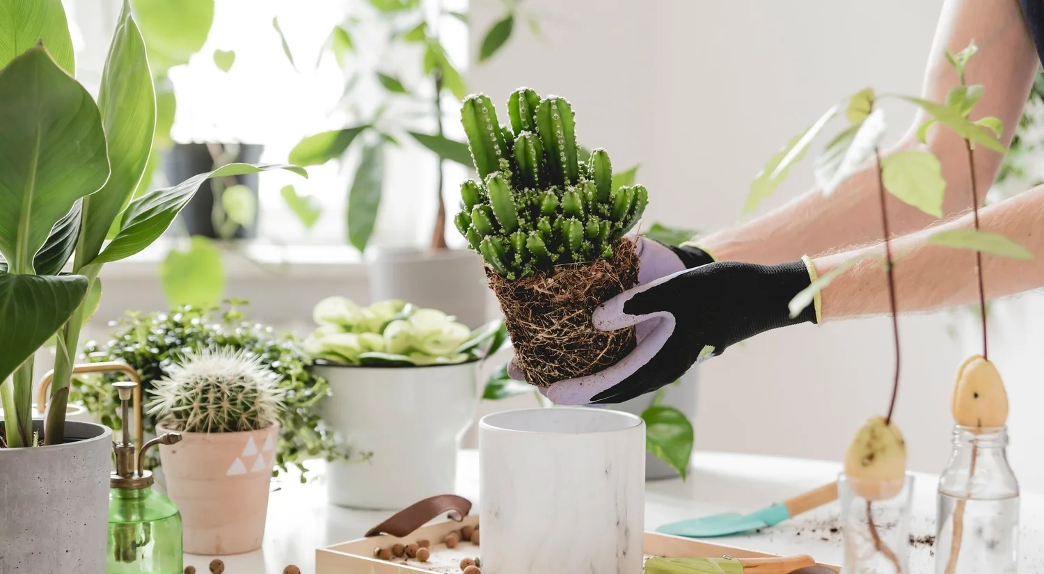 The Plant Bar  Fresno Home Shows