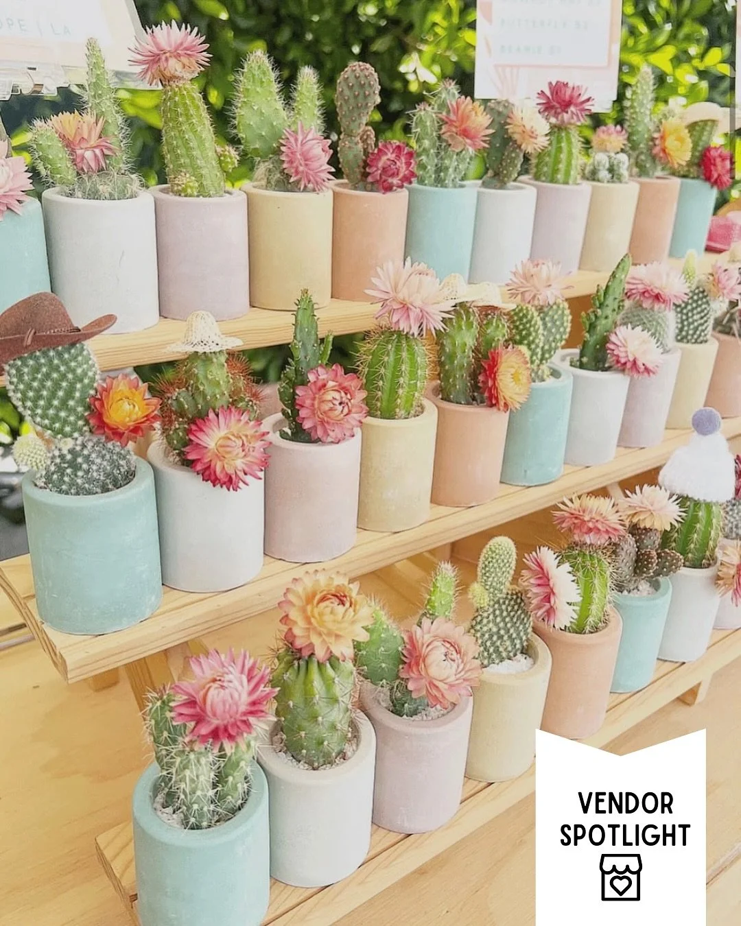 VENDOR SPOTLIGHT ♡🌵@plantinghopela is a brand new vendor at our show! Stop by her booth in Building #2 at our 20th Annual Fresno Fall Show to shop these adorable cacti &amp; succulents!.

🗓️ Nov 7&ndash;9 | 📍 Fresno Fairgrounds
🎟️ Tickets: https: