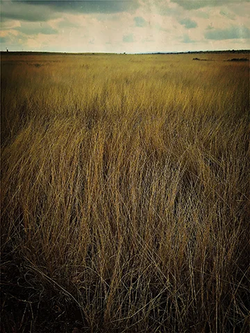 Field.jpg