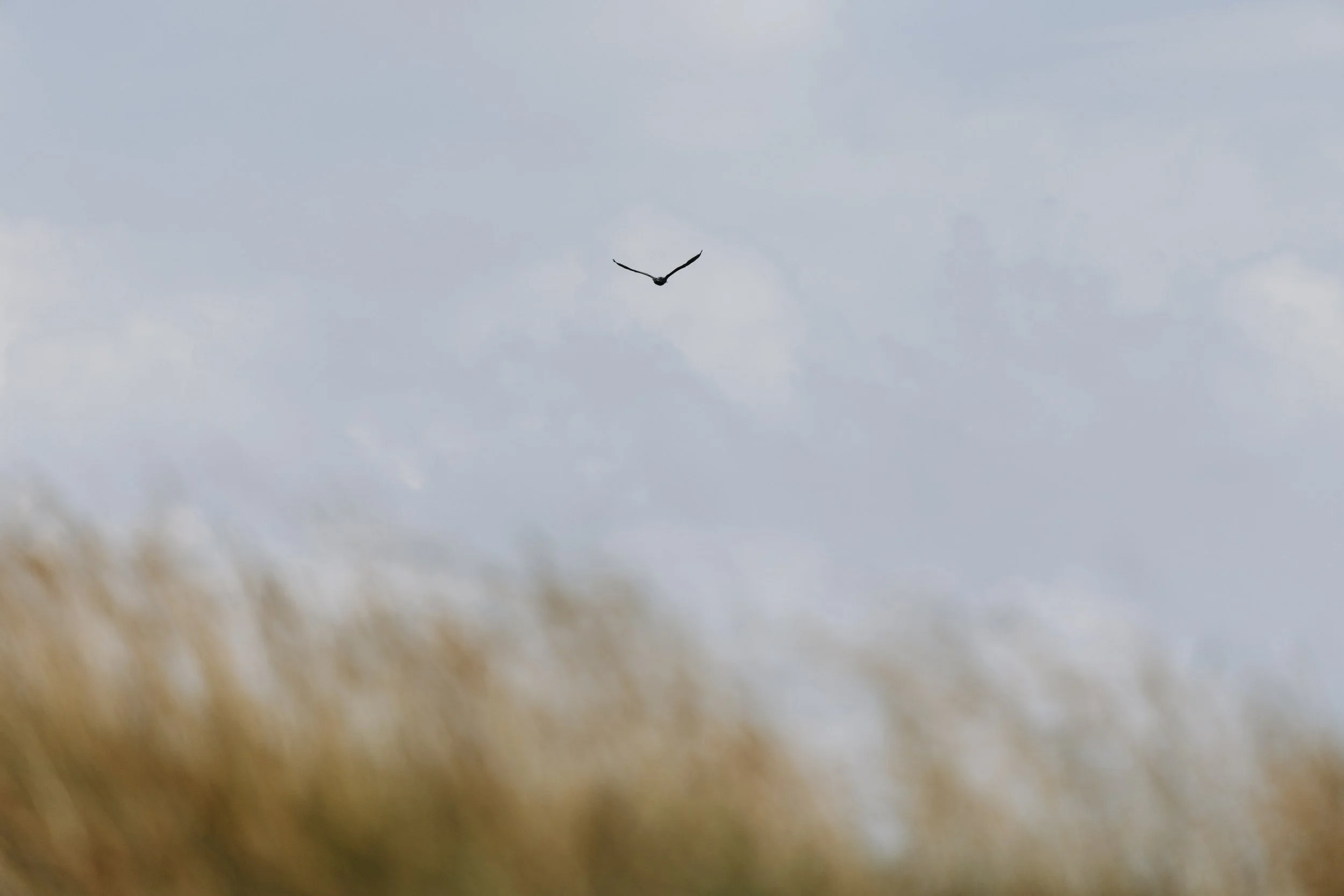 Fairgame X Shinzo_-86.JPG