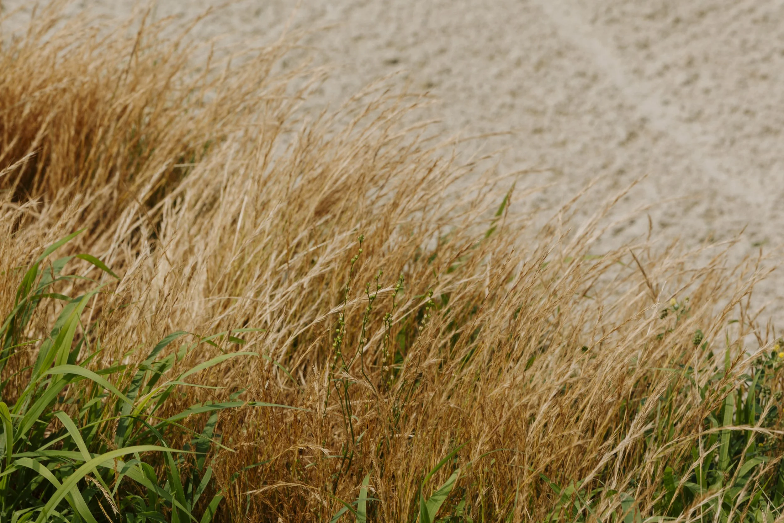 Fairgame X Shinzo_-29.JPG