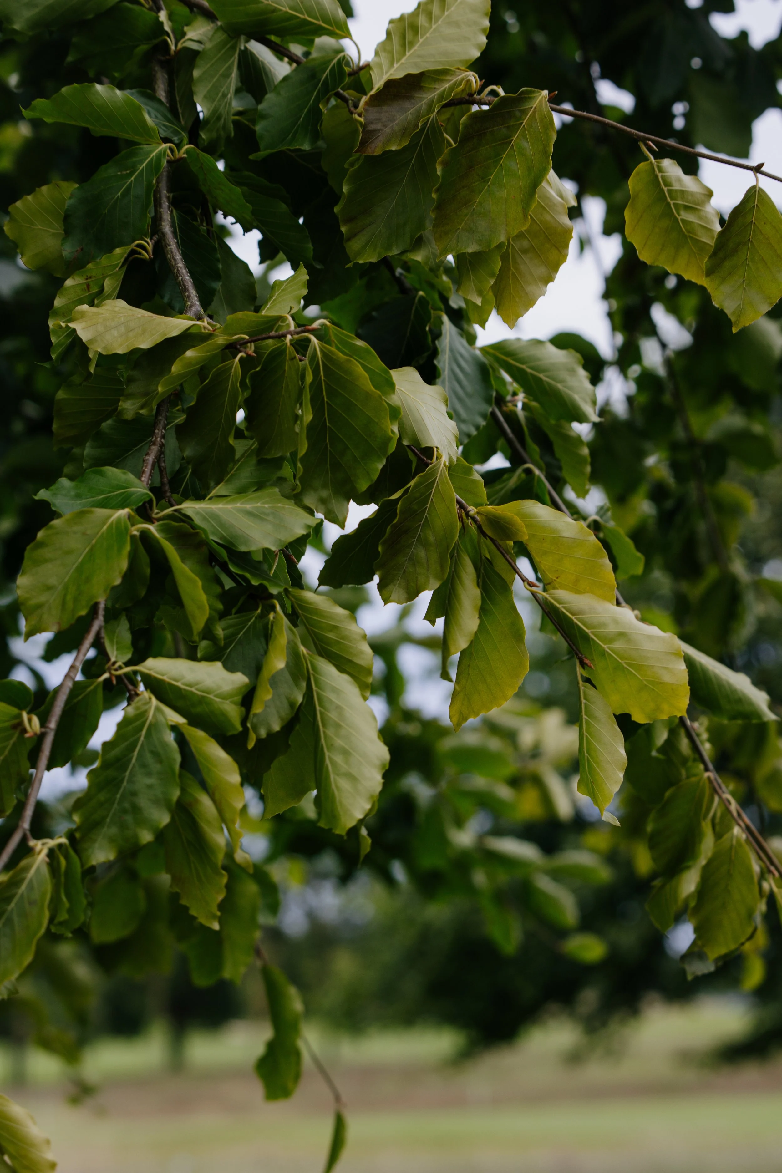 The Carton House Golf-6.JPG