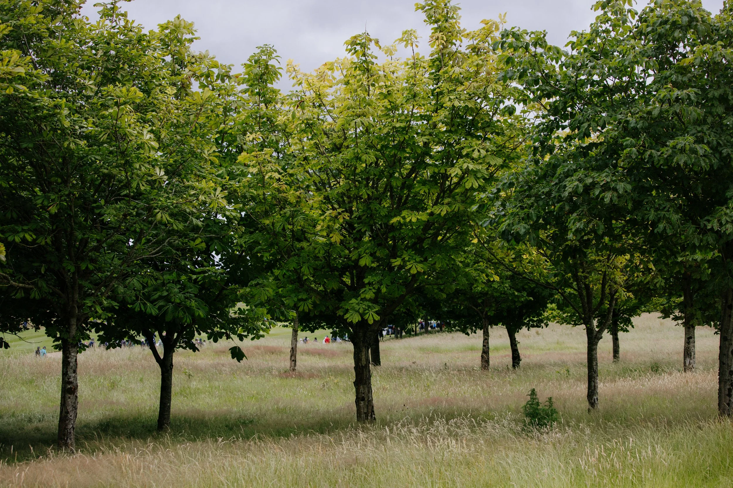 The Carton House Golf-68.JPG