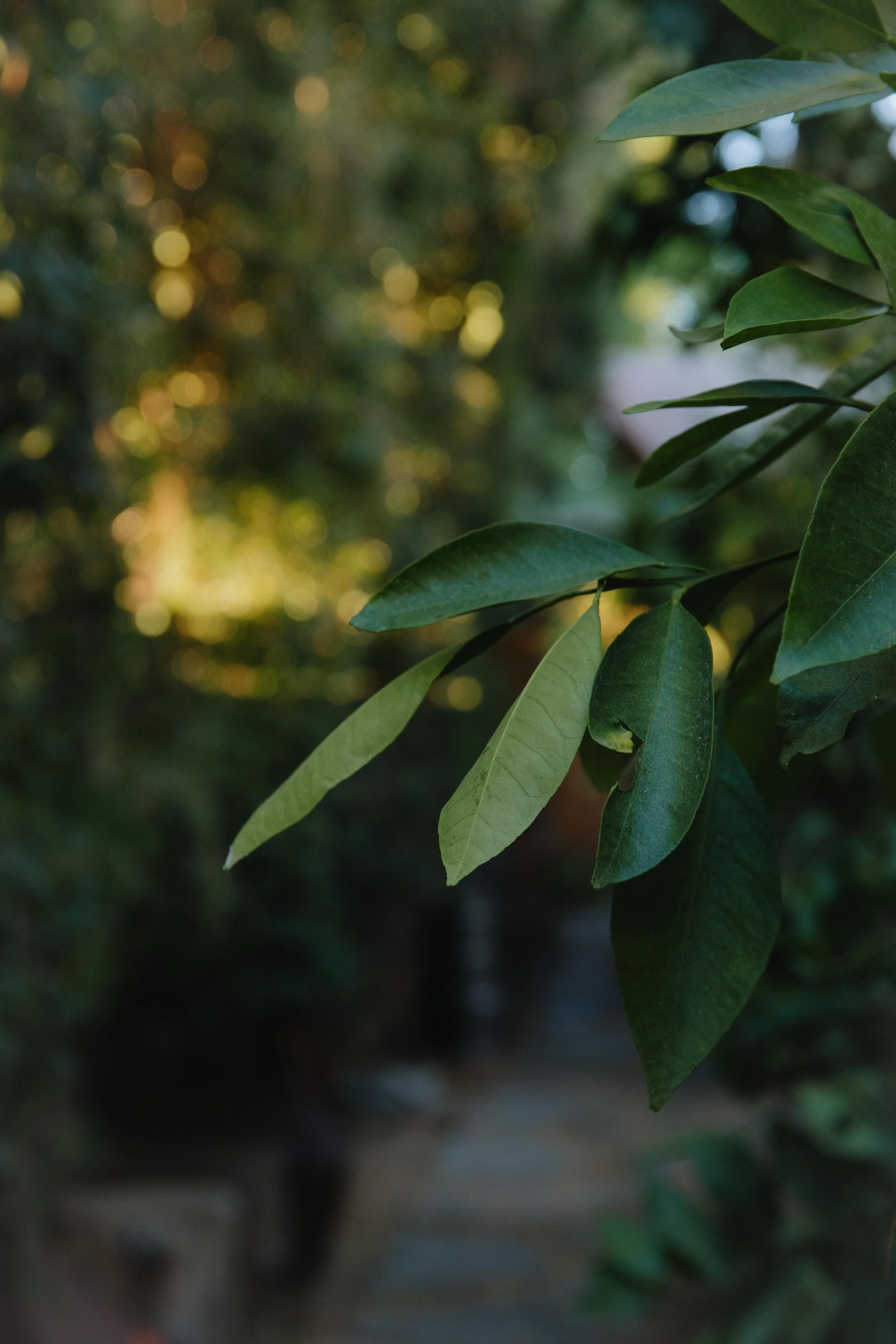 COOP 2 Color Samples-48.JPG