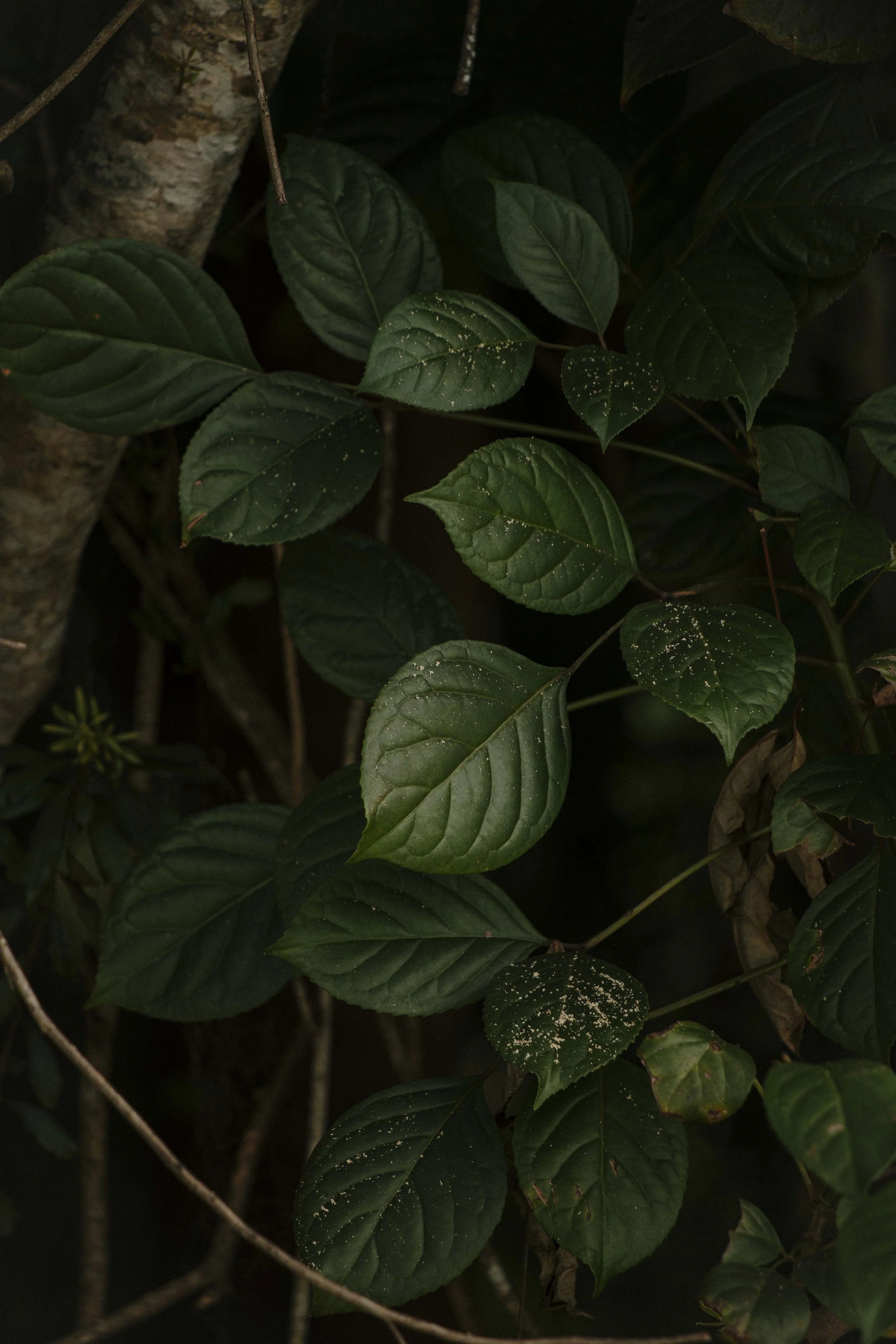 JL Samples-5.JPG