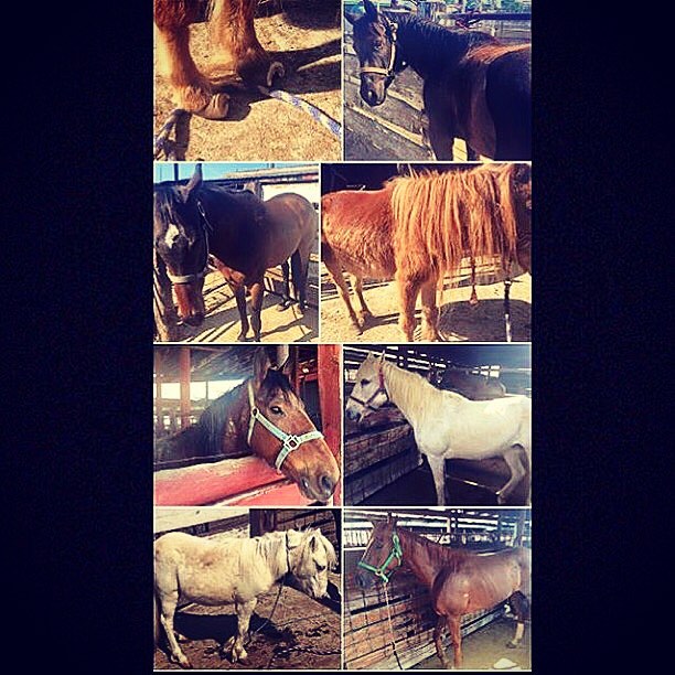 We are at auction. It's only 10:30 and there are already 17 scared, sad, wondering faces looking to us. There are also some very painful horses here today.including a mini. 😞

Our hope is to keep them safe, out of Mexico and get them the care they n