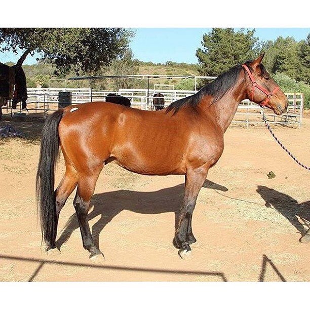 Meet &quot;Joe&quot;! This 7 year old warmblood type gelding was named in honor of one of our weekly haulers who faithfully show up each Tuesday to help us get everyone back to the ranch safe and sound. 
Now Joe's instake vet exam wasn't at all promi