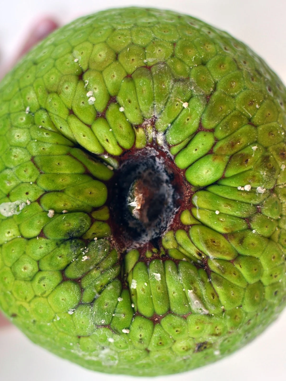 WholeBreadfruit.jpg