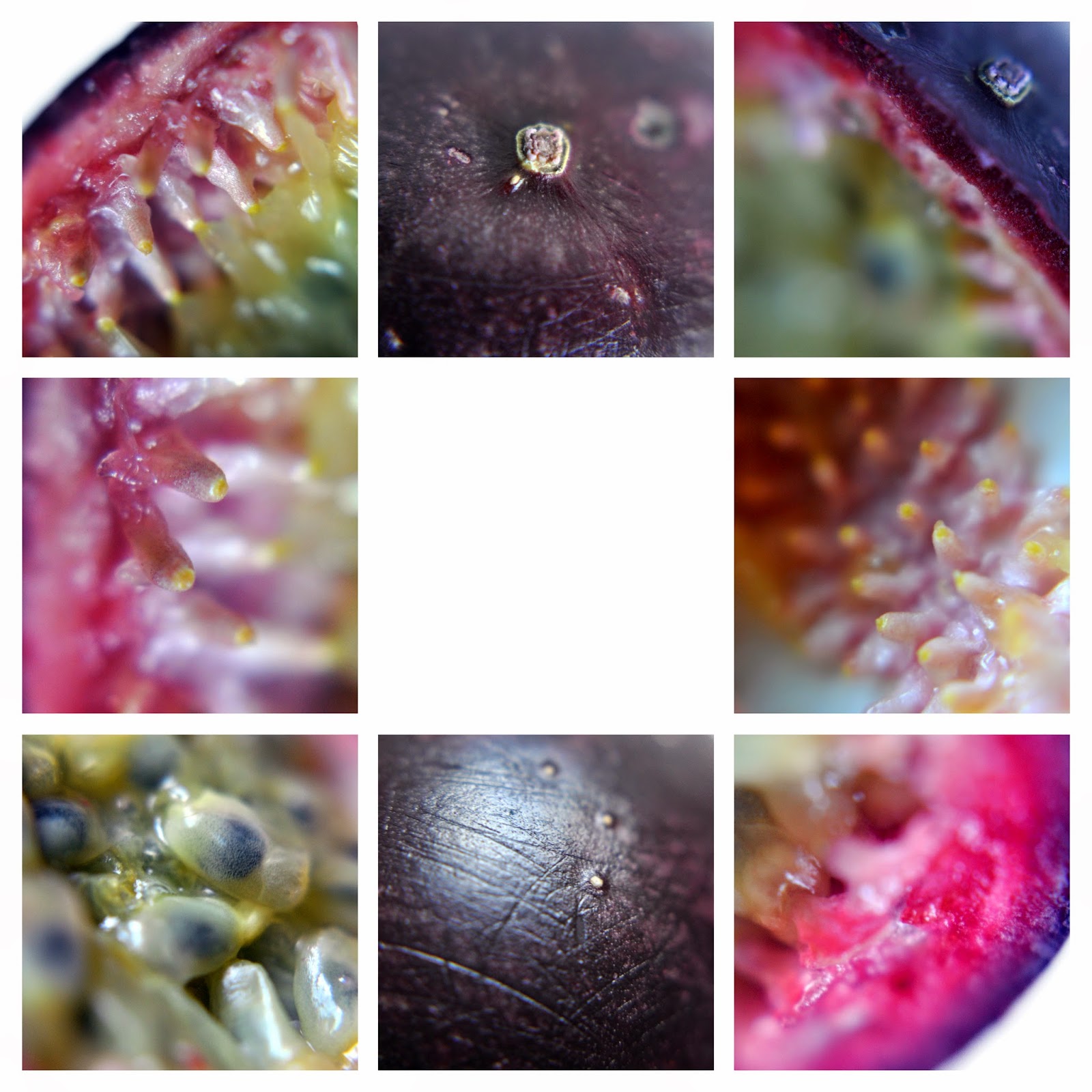 PassionFruitLayout.jpg