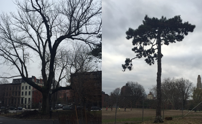 Left: Siberian Elm to your left when you enter on Willoughby & Washington. Right: Pine on the southern side of the project area.