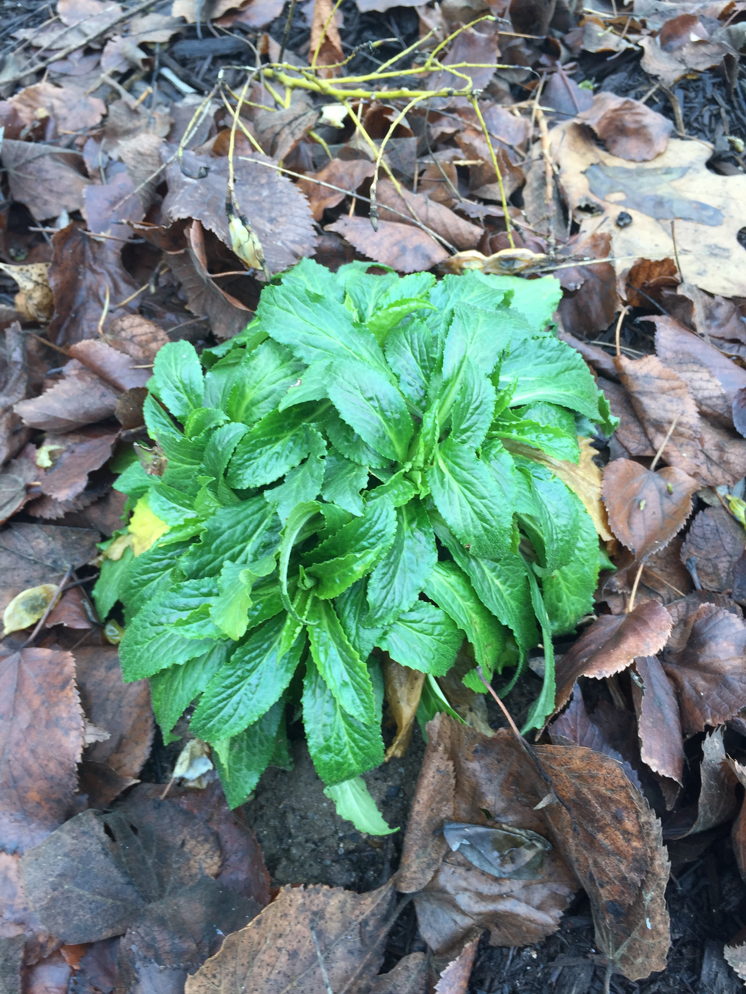 One of the 5000 groundcover plants in the area.