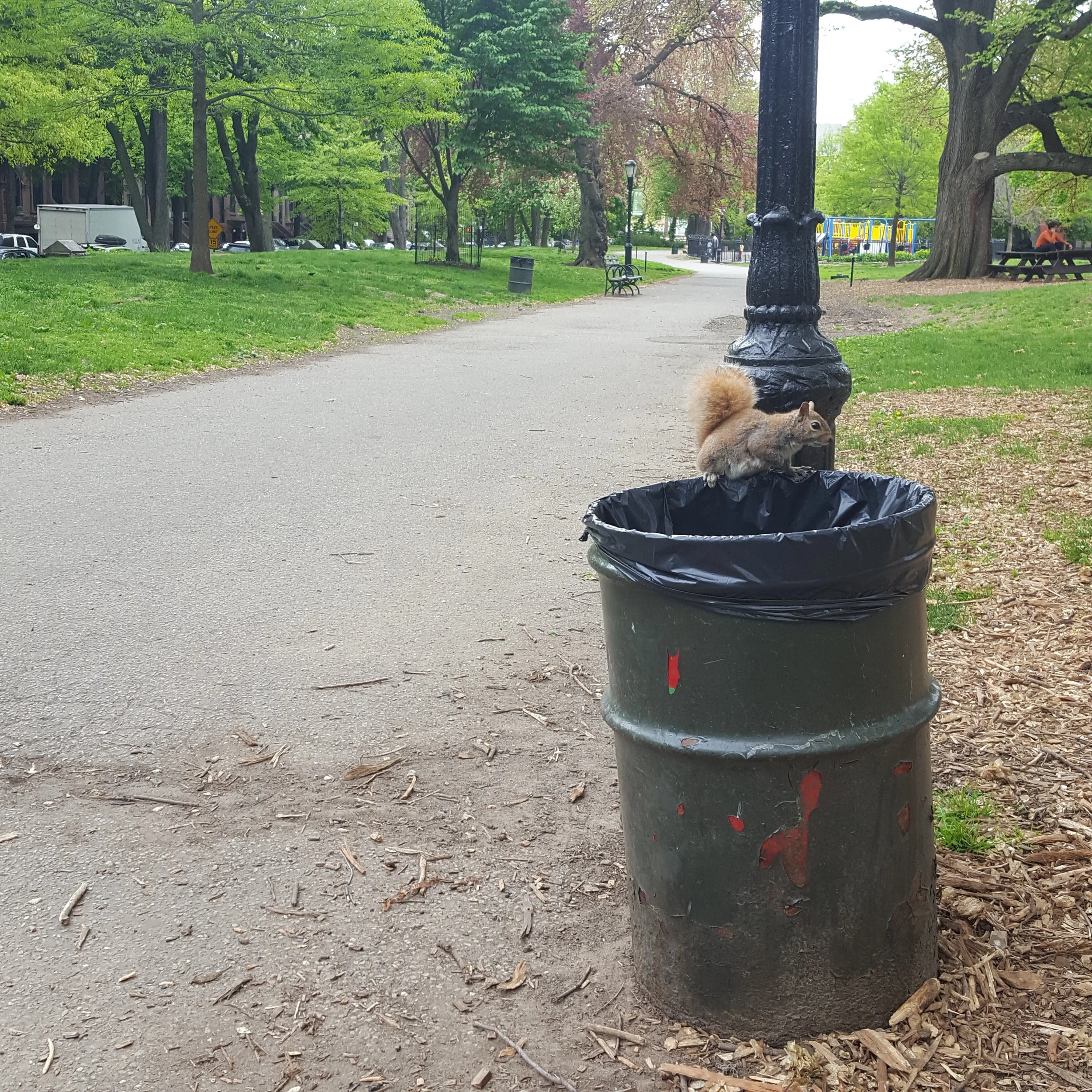 The old trash drums scattered across the park were not only unsightly, but allowed easy access for a variety of rodents. 